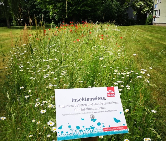 Informationstafel an einer der Insektenwiesen der TRAVE.